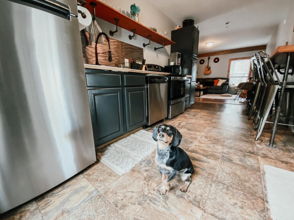 Kitchen image featuring owner's dog